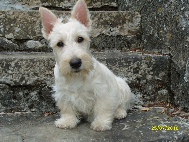 fenella2