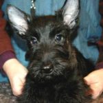 Jack