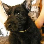 Leopold