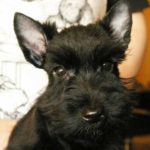Leonard