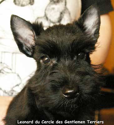 Leonard