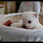 _BD23811-border