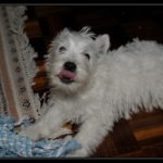 _BD30592-border_tn
