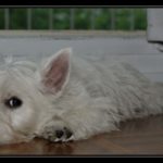 _BD30610-border_tn