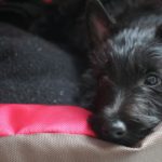 DSC00884