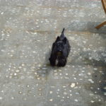 Dandy_20ao_FBt_202011