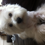 Filou-20mois