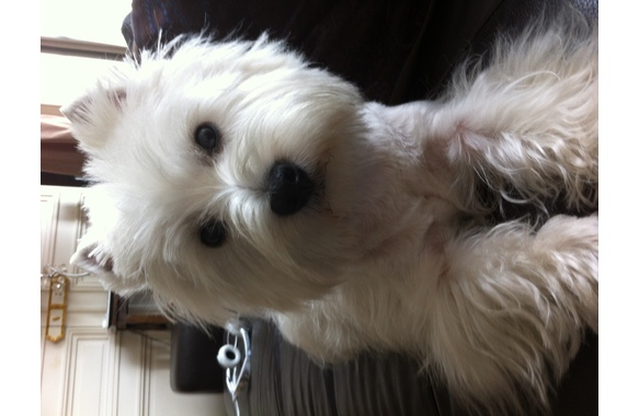 Filou-20mois