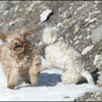 Flore-2ans 17