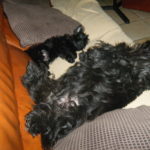 Ga__a et Bonnie