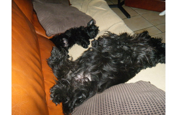 Ga__a et Bonnie