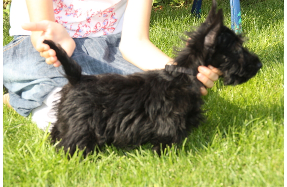 Grace K4