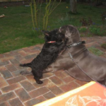 Gump et Callisto