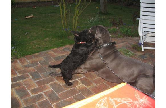 Gump et Callisto