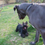Gump et Callisto2