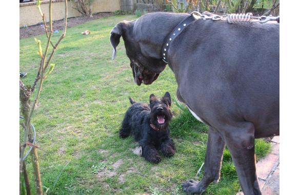 Gump et Callisto2