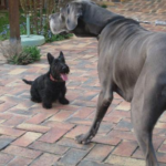 Gump et Callisto4