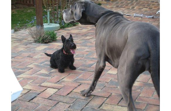 Gump et Callisto4