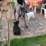 Gump et Callisto6