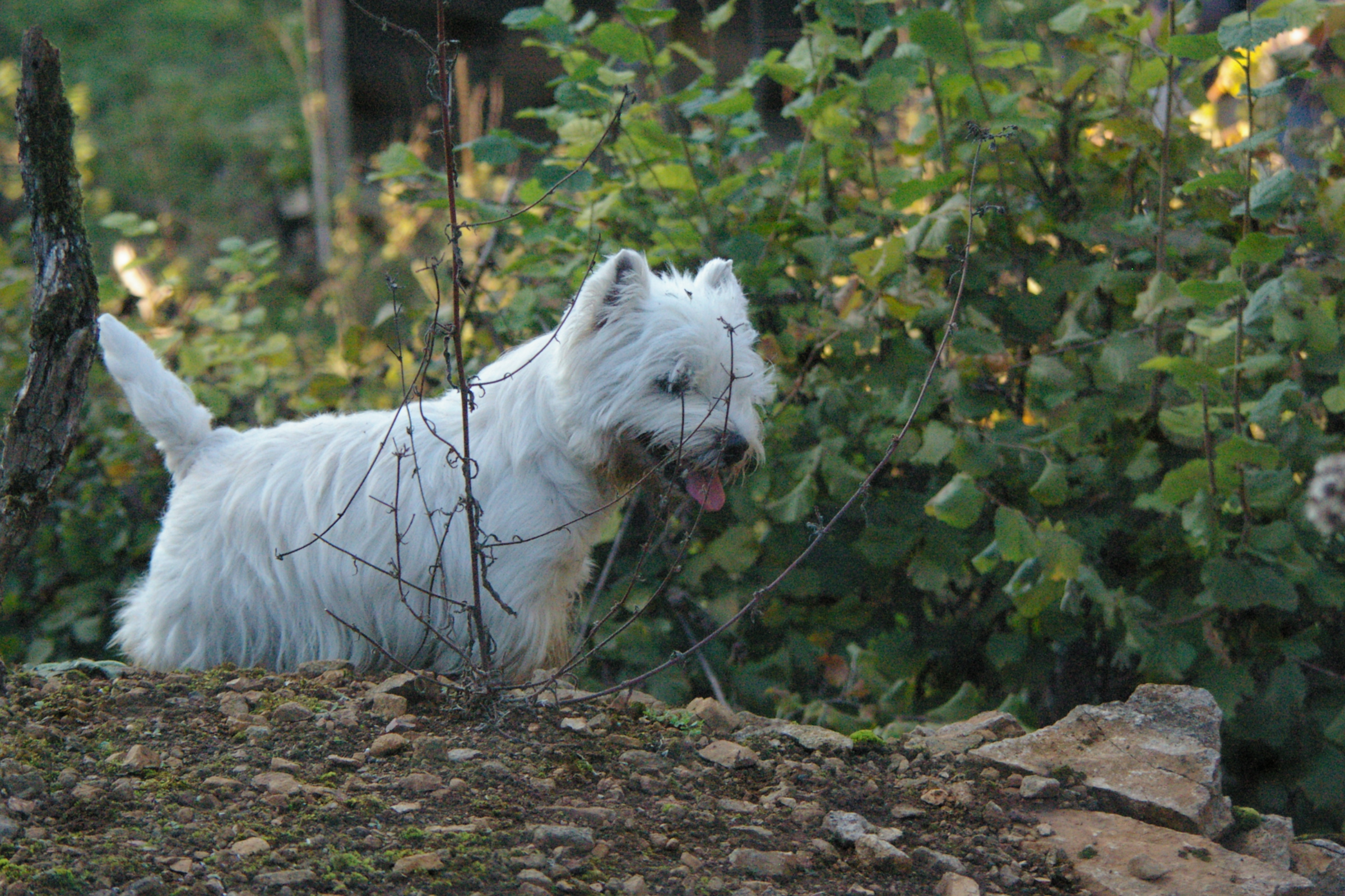 IMGP0248