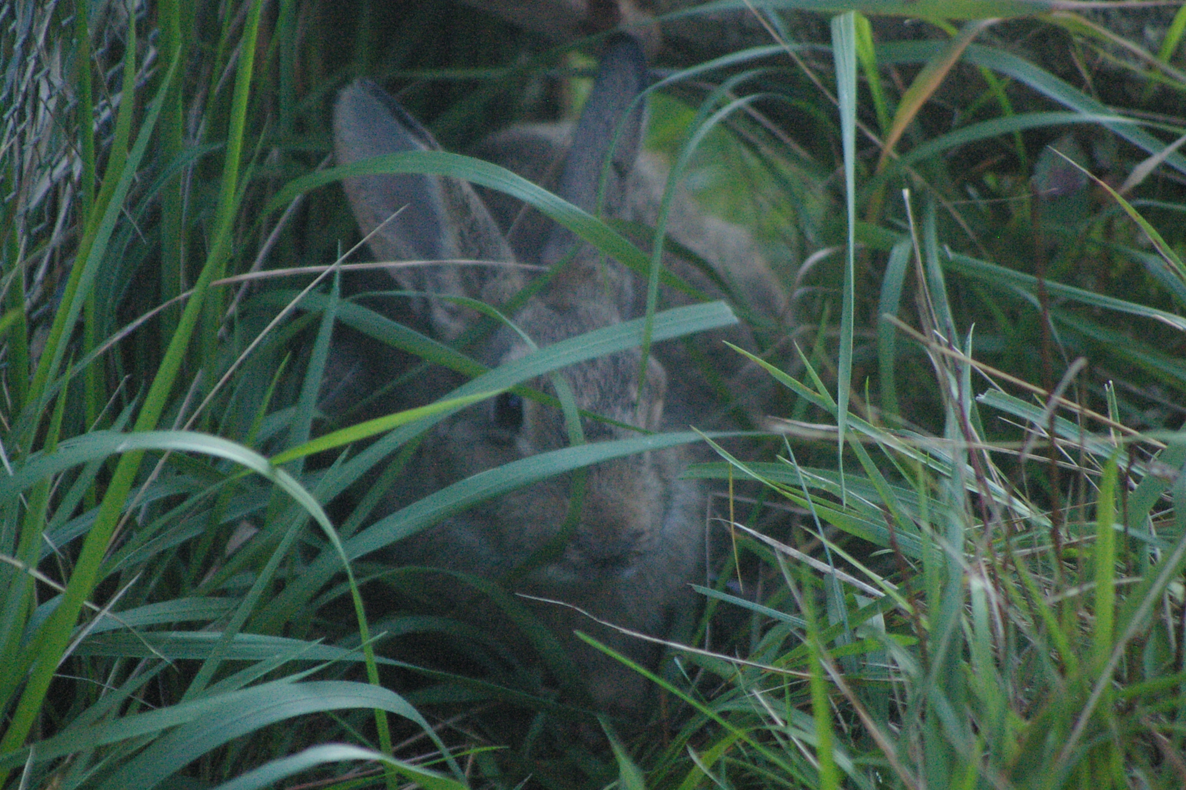 IMGP0257