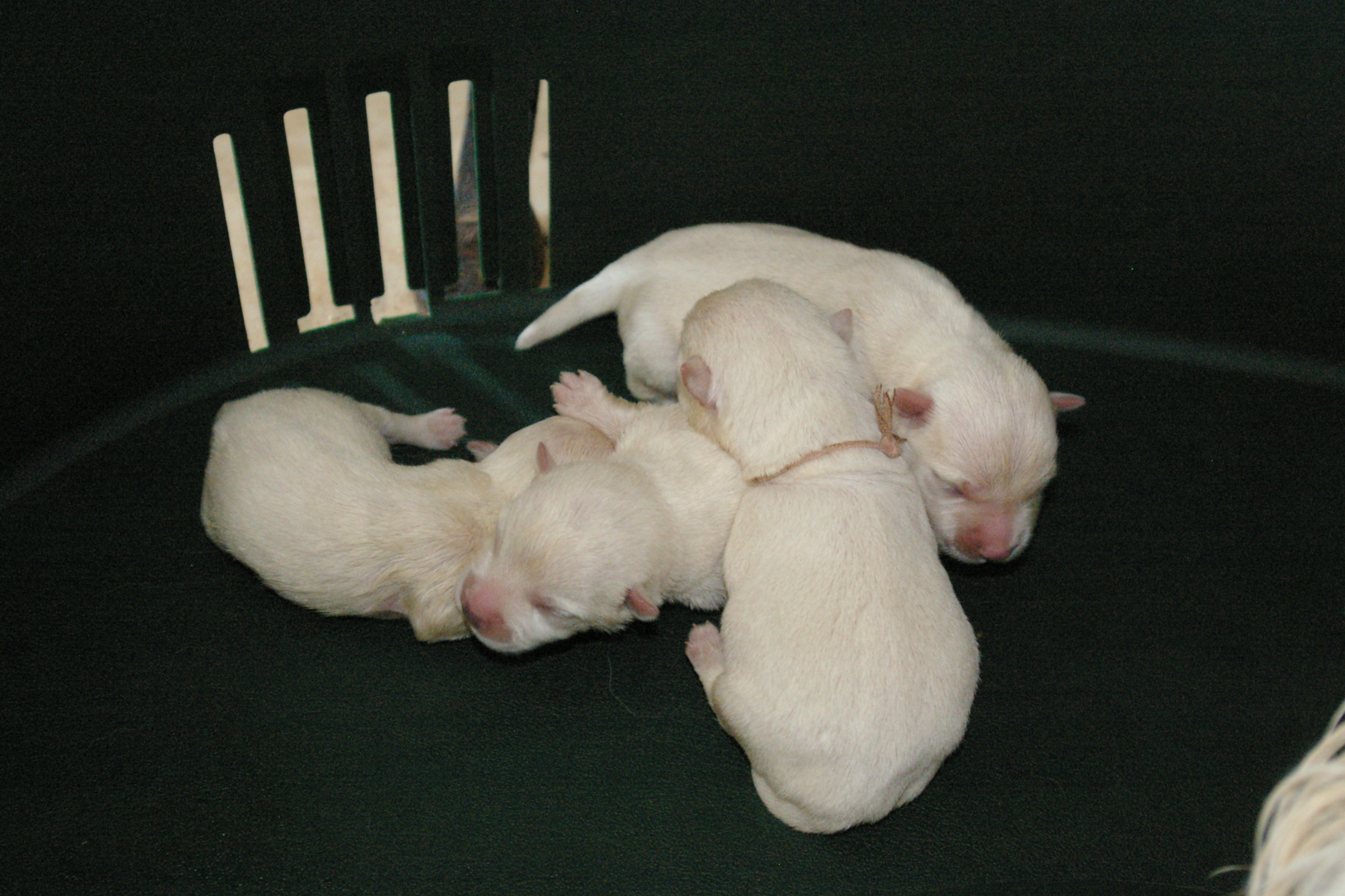 IMGP1347