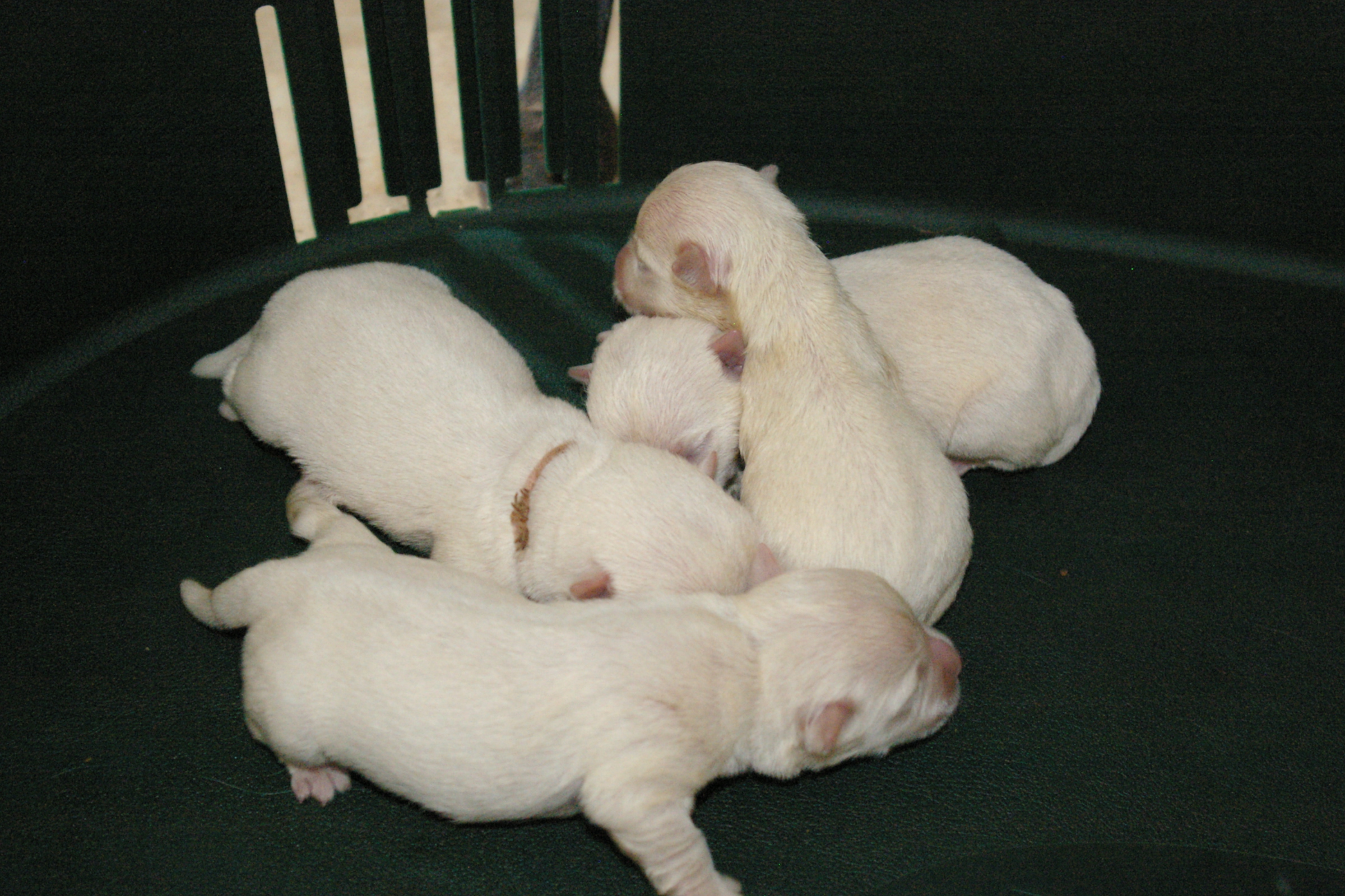 IMGP1348