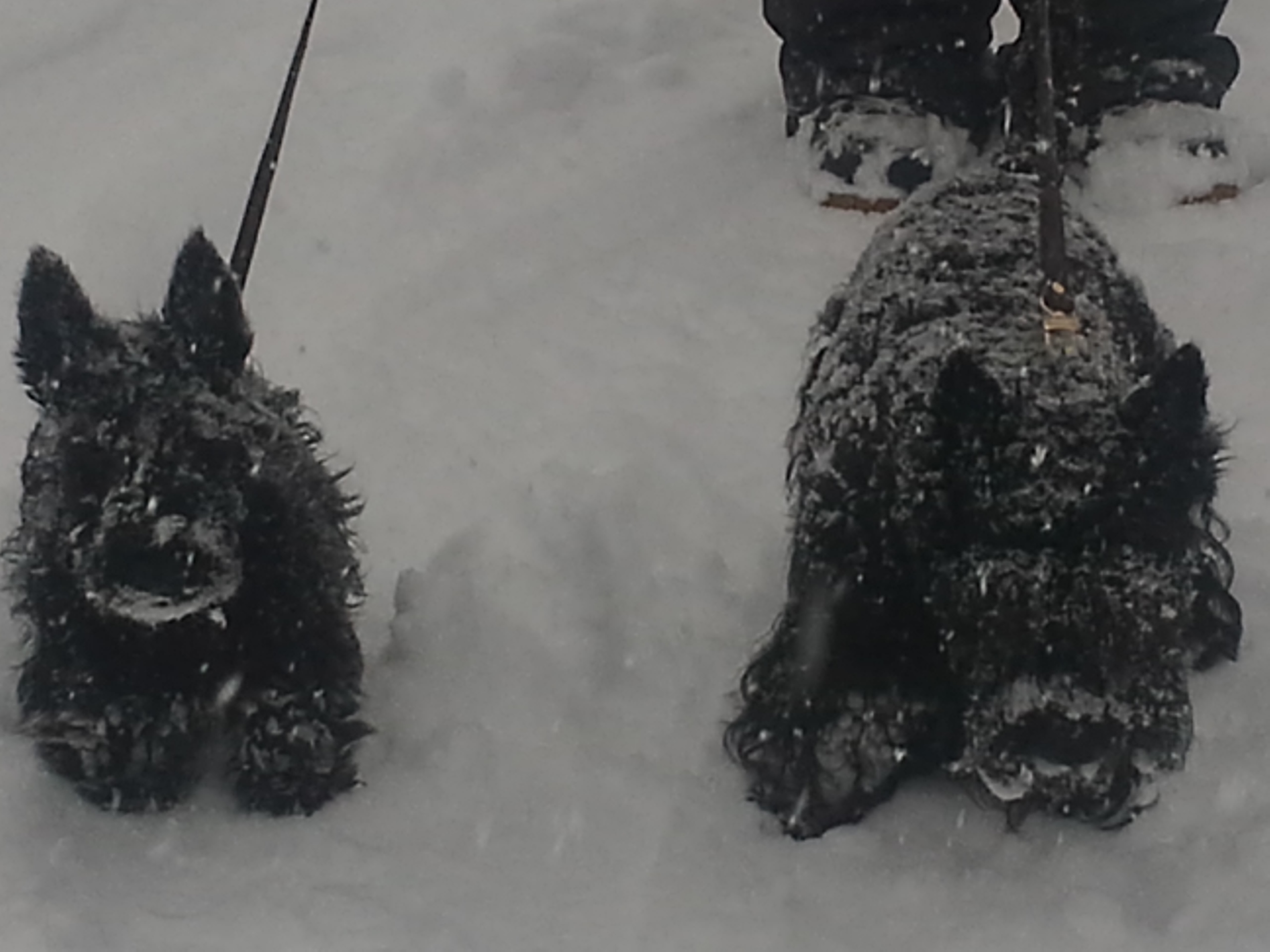 In__s Ski2