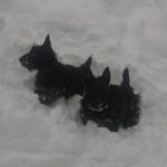 In__s ski 4