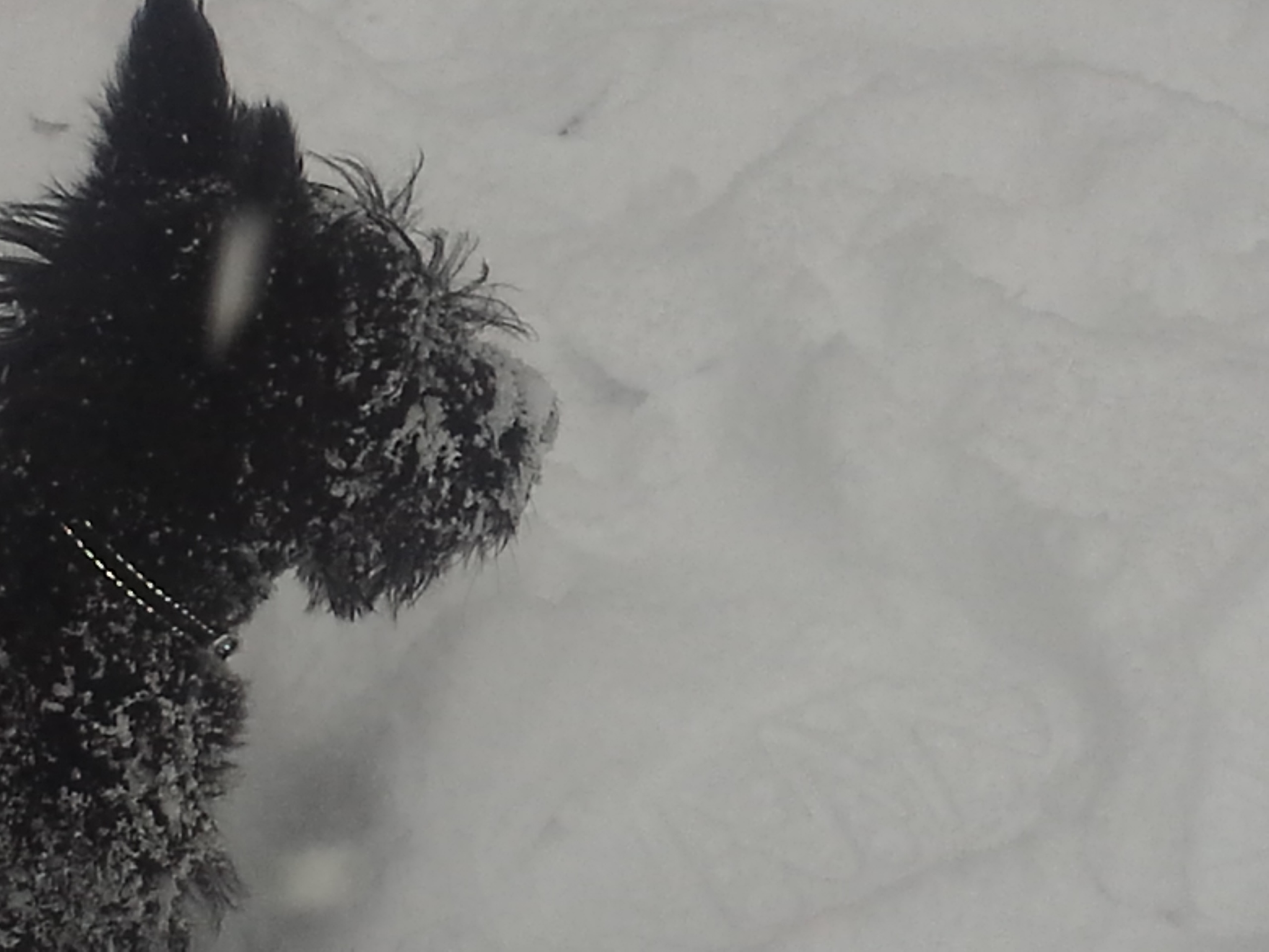 Ines ski3
