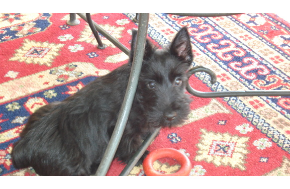 P190710_17_39ghotie