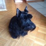 Romeo - 3 ans mod