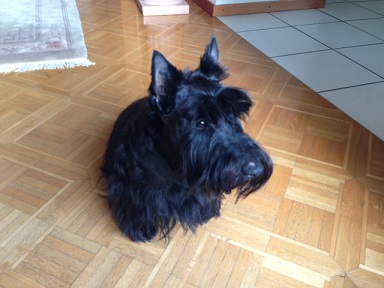 Romeo - 3 ans mod