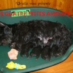 Urielle vous pr__sente ses quatre petits amoursmodif