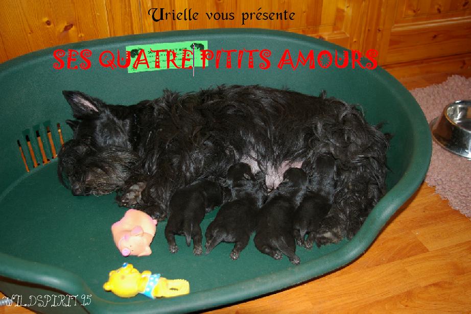 Urielle vous pr__sente ses quatre petits amoursmodif