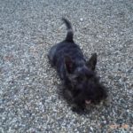 archie_5mois