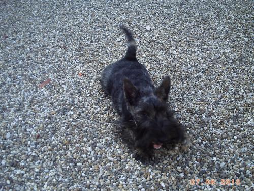 archie_5mois