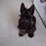 archie_5mois6