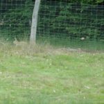 broussaillage_voici5r