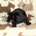 bébé-Mortimer