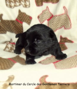 bébé-Mortimer