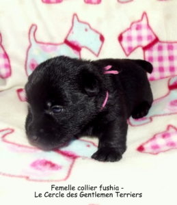 bébé-fushia