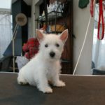 chica modif
