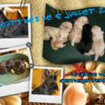 collage sissi