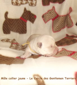 collier-jaune