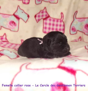 collier-rose