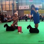 crufts 2012