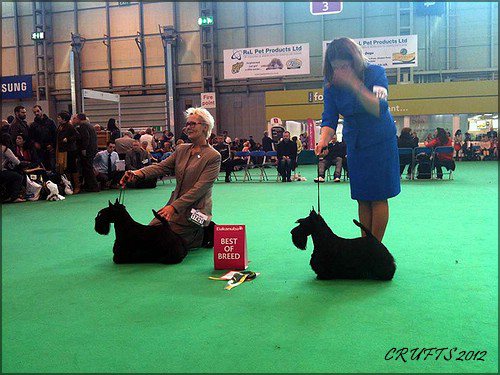 crufts 2012