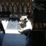 dexter en corse 2010