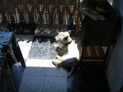 dexter en corse 2010
